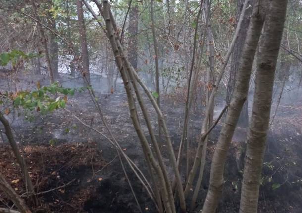 Nuovo rogo al Parco delle Groane. Intervengono vigili del fuoco e volontari