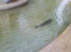 pesce gatto fontana del cimitero Parco