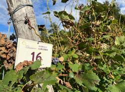 Vendemmia Casciago 