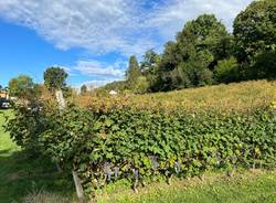 Vendemmia Casciago 