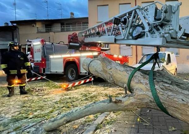 Vigili del Fuoco - Albero caduto a Rescaldina