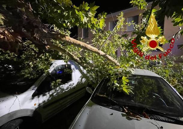 Vigili del Fuoco - Albero caduto a Rescaldina