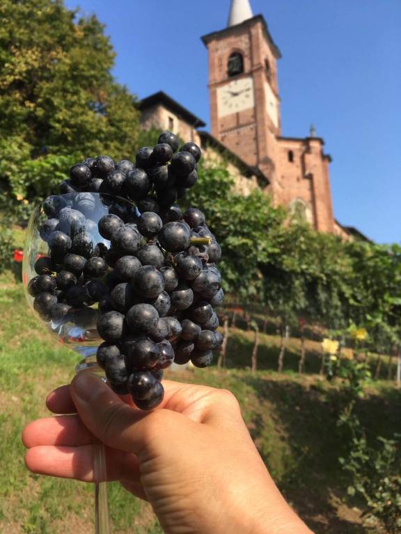 Vino Collegiata 