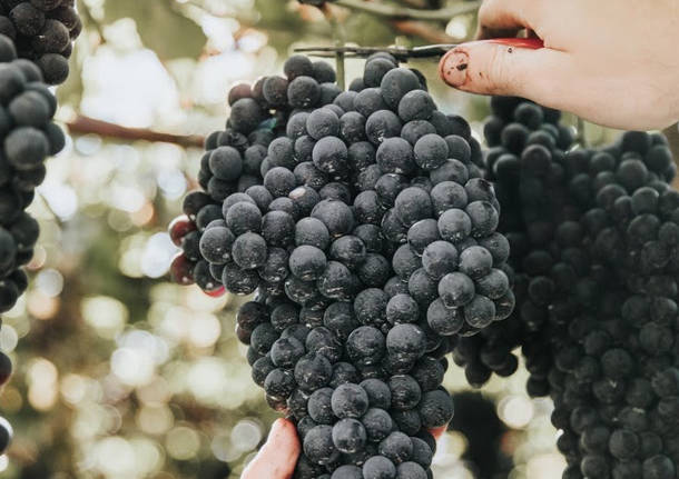 vino, uva, val d'Ossola 