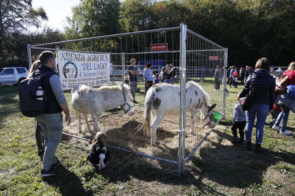 Agrimornago 2022