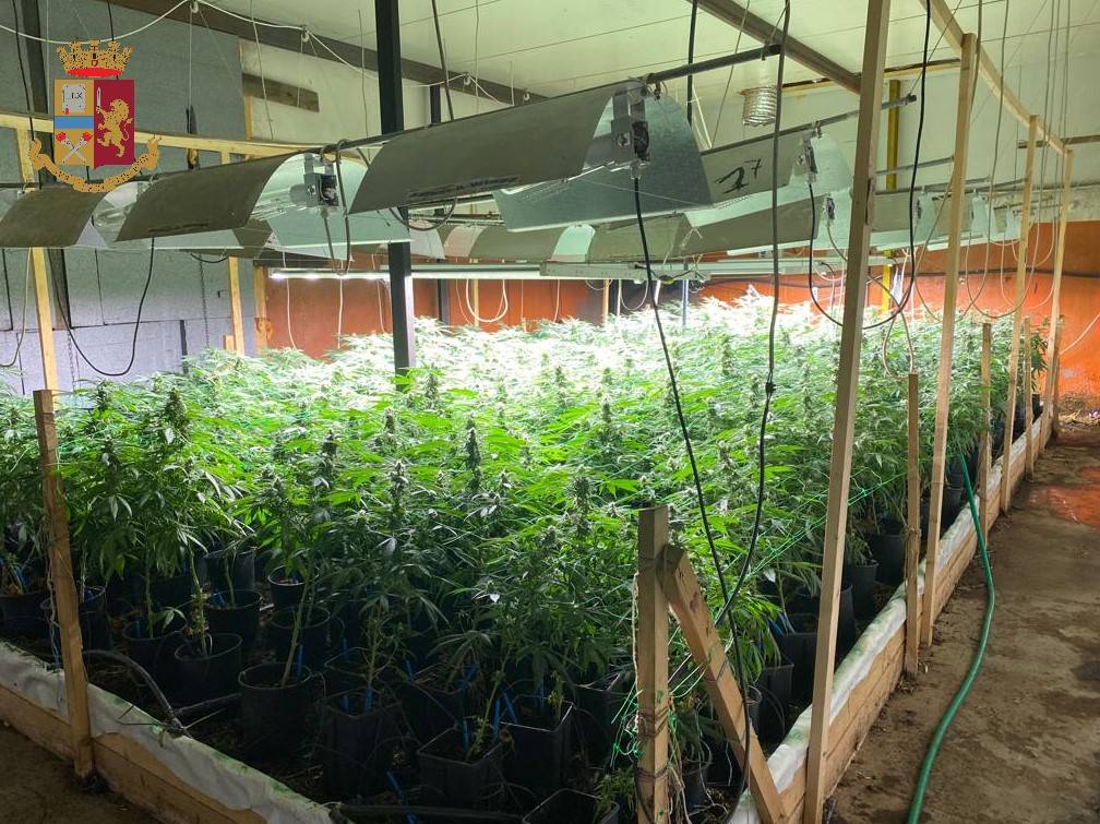La fattoria della marijuana a Cassano Valcuvia