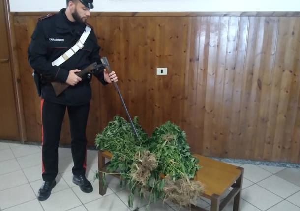 Domodossola - cannabis e fucile in cantina