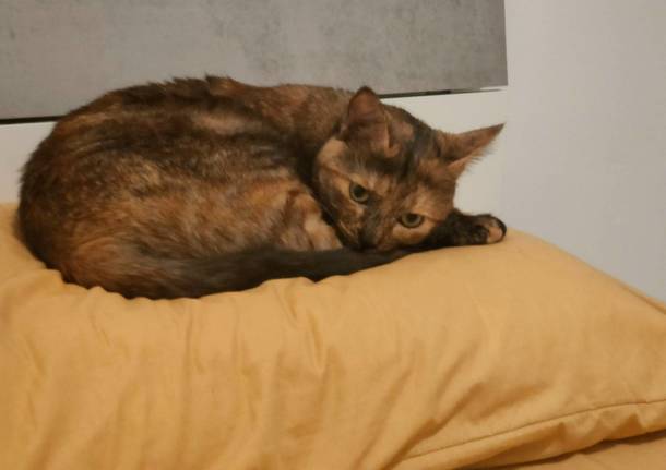 Freya si è persa a Magnago