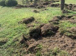 Le devastazioni dei cinghiali a Cuasso al Monte