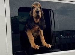 polizia cantonale cinofila 