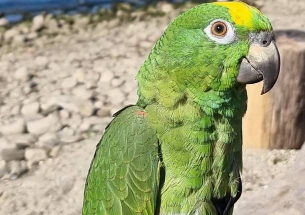 Rio è fuggito a Casalzuigno