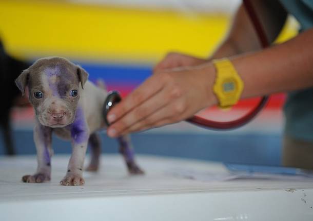 veterinario