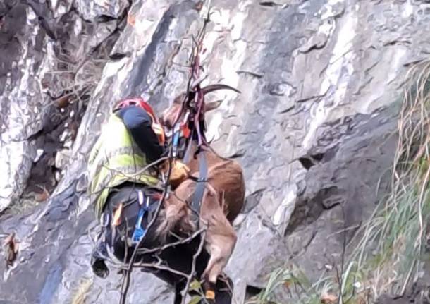 Capre in difficoltà: le salva il Soccorso alpino