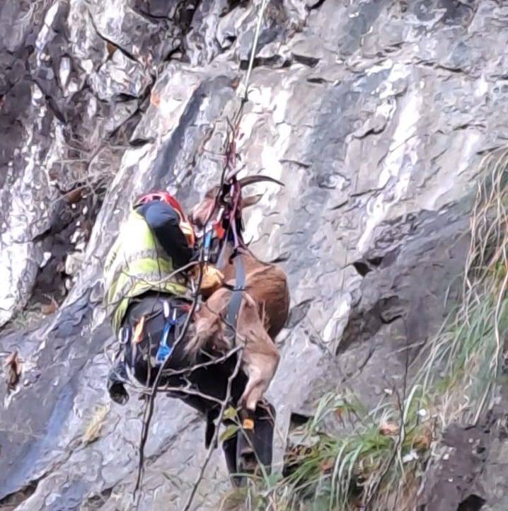 Capre in difficoltà: le salva il Soccorso alpino