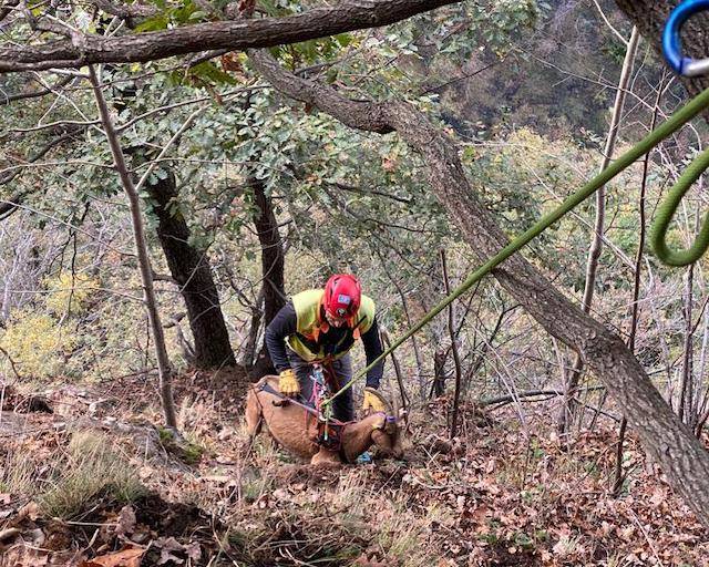 Capre in difficoltà: le salva il Soccorso alpino