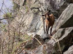 Capre in difficoltà: le salva il Soccorso alpino