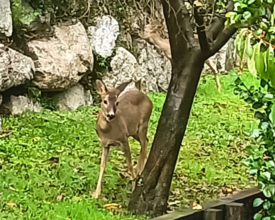 Visite nel giardino di casa