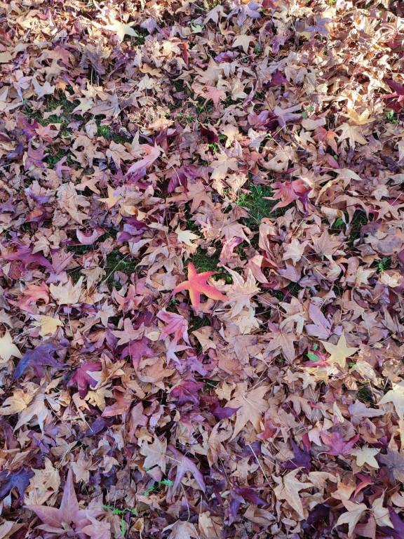 L\'autunno sul lago a Luino