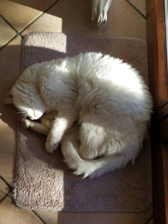 Gatto bianco occhi azzurri