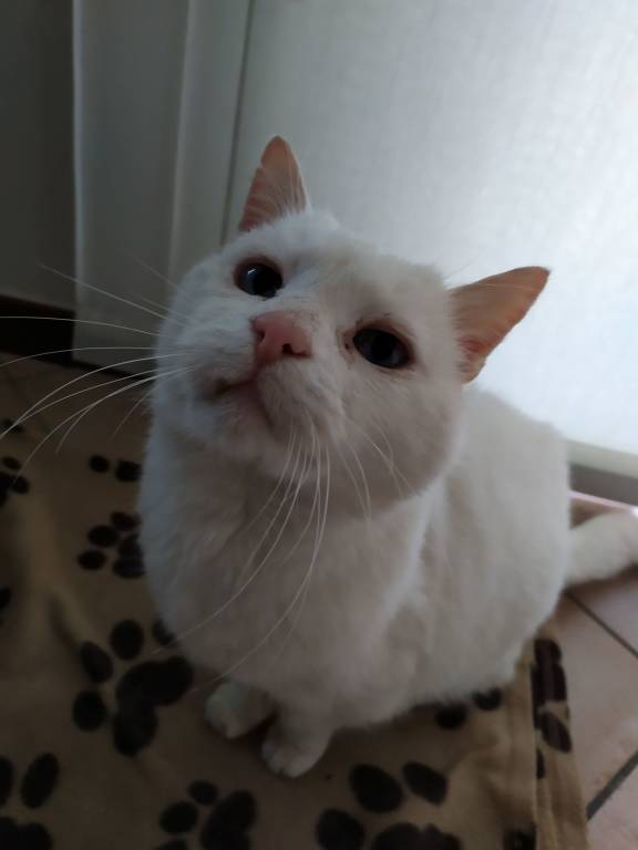 Gatto bianco occhi azzurri