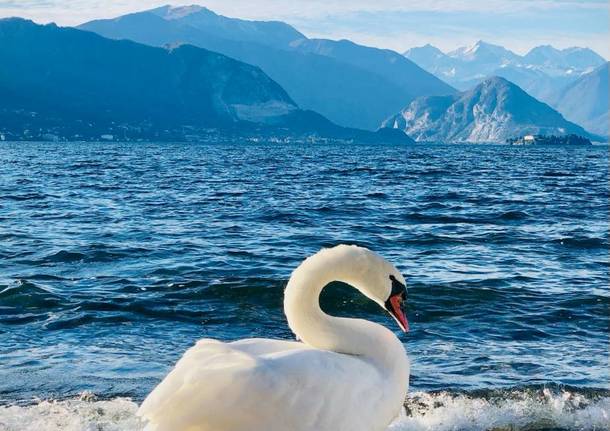 cigni lago maggiore federica stona