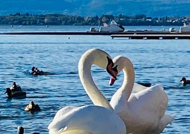 Cigni sul Lago di Varese 