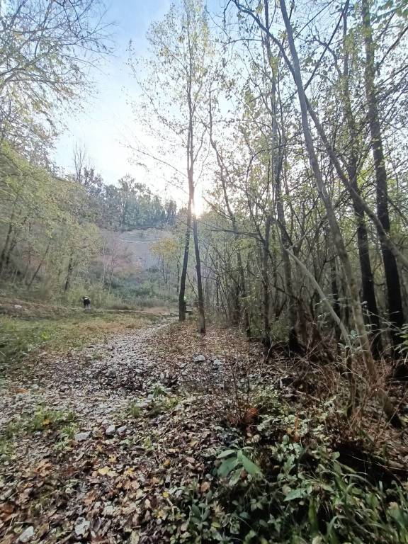 Domenica di pulizia sui sentieri di Casciago