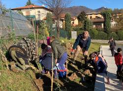 festa dell'albero morosolo