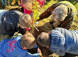 festa dell'albero morosolo