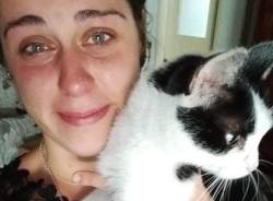 gatto Gino