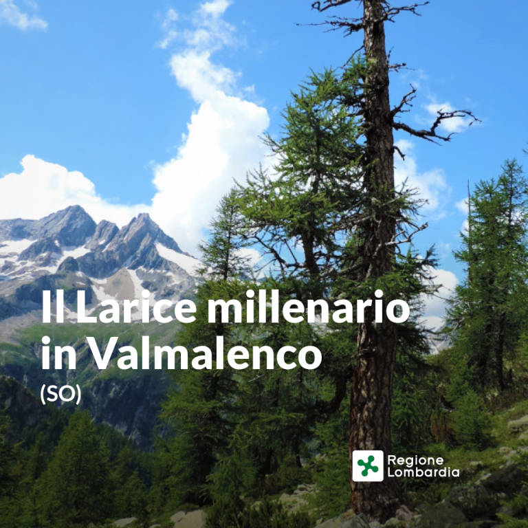 Gli alberi della Lombardia