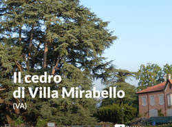 Gli alberi della Lombardia