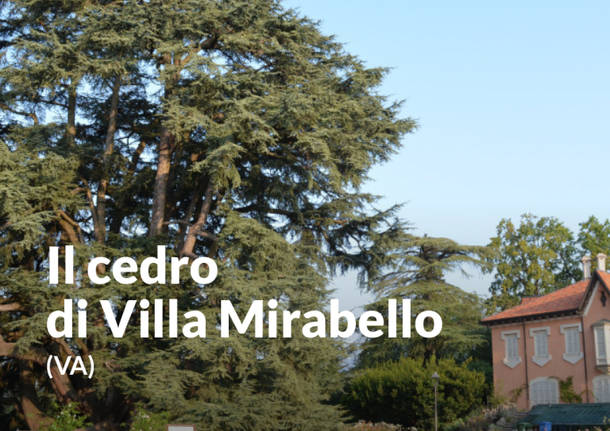 Gli alberi della Lombardia