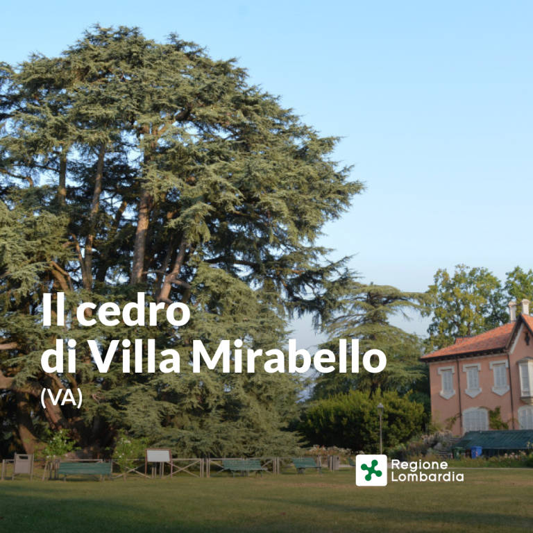 Gli alberi della Lombardia