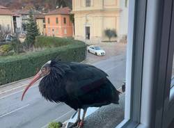 ibis briozoi