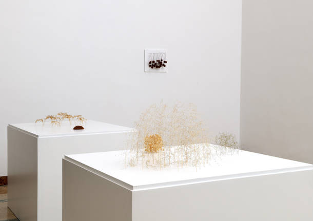 La mostra Ex Natura a Villa e Collezione Panza a Varese