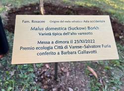 messa a dimora di un albero di varietà antica dedicato a Barbara Gallavotti