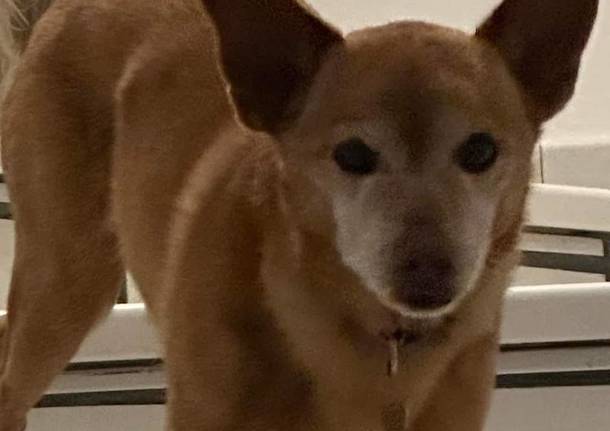 Perso cagnolino a Barasso