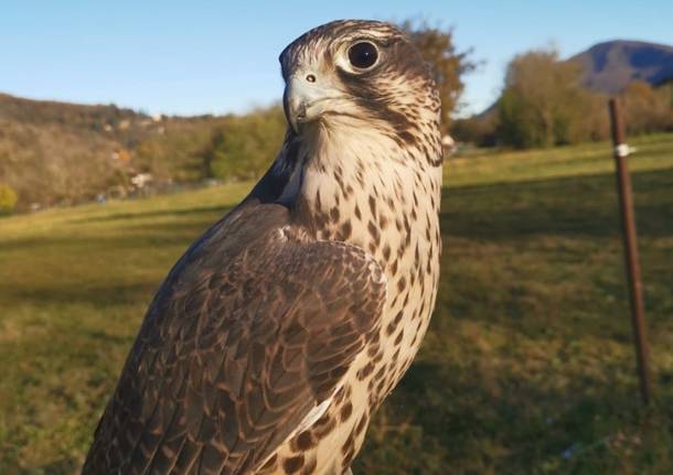 Smarrita una femmina di Falco sacro