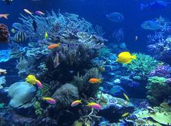 snorkeling