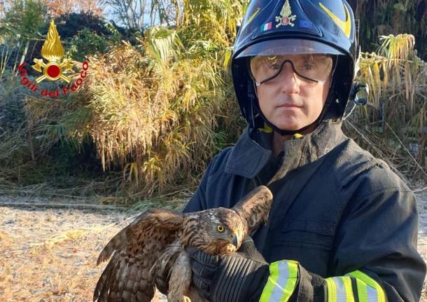 falco vigili del fuoco