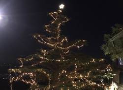 Fito-Consult - Albero di Natale