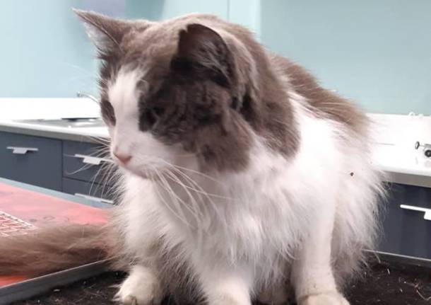 Trovato un gatto a Luvinate