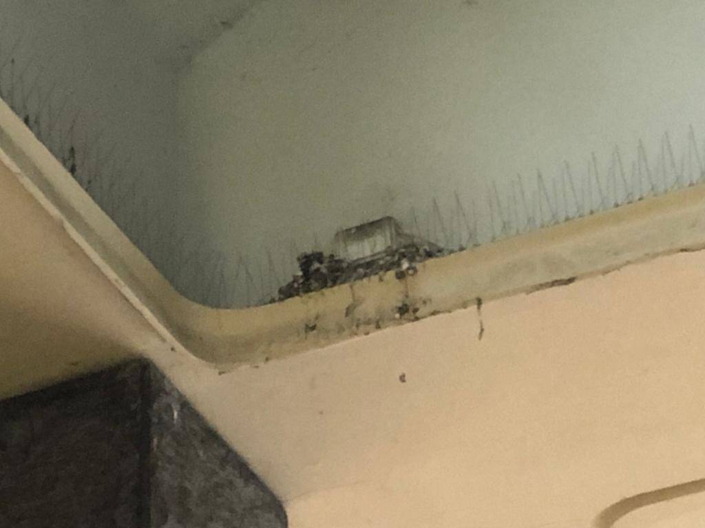 Il salotto di Legnano trasformato dai colombi in un bagno pubblico