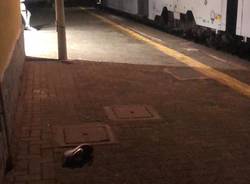 Incidente mortale in Stazione a Legnano