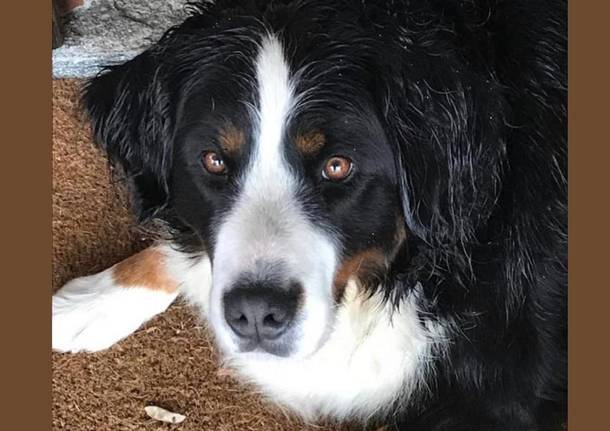 Si cerca Luna, Bovaro Bernese scomparso ad Angera