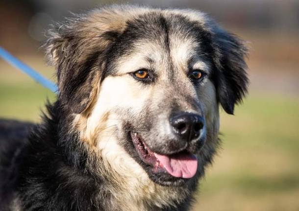 Una casa e tanto amore per il cucciolone Lupin