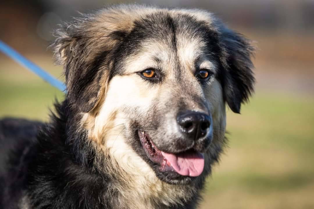 Lupin cucciolone da adottare