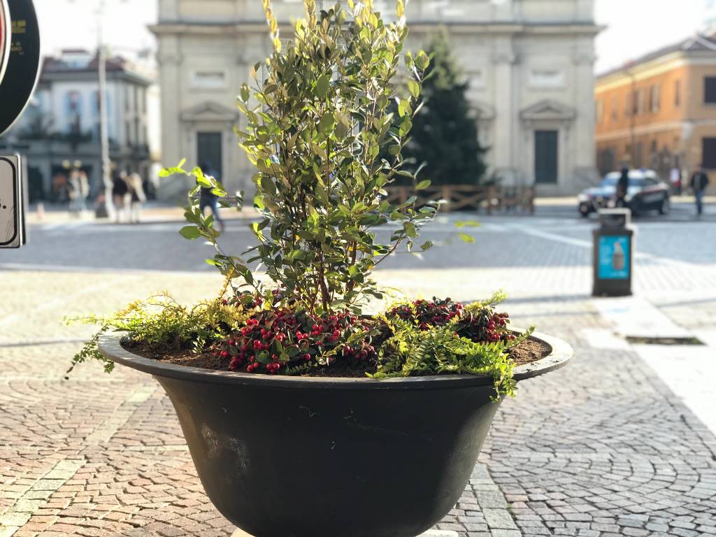 Nuove fioriere in centro a Saronno. Piante legate per evitare furti 