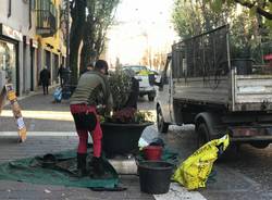 Nuove fioriere in centro a Saronno. Piante legate per evitare furti 